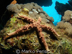 A Thorny Sea Star (fromia nodosa) on a swim through South... by Marko Perisic 